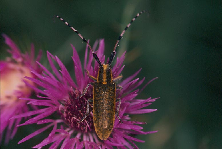 Galleria di....Cerambycidae